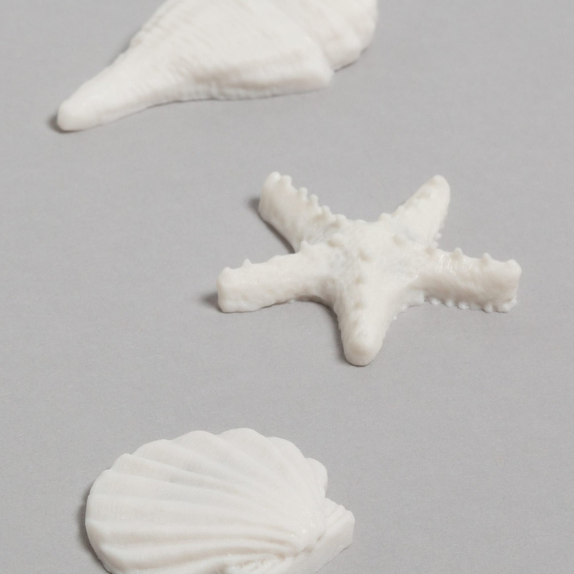 Sea Shells Trend, Magnets Web Product Type 
